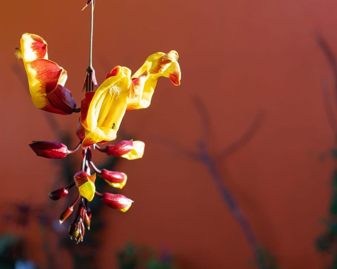 Pousada Manga Rosa Chapada dos Guimarães Esterno foto